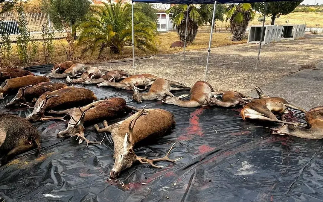 Los cazadores extremeños podrán vender directamente al consumidor la carne de las piezas capturadas en monterías