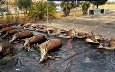 Los cazadores extremeños podrán vender directamente al consumidor la carne de las piezas capturadas en monterías