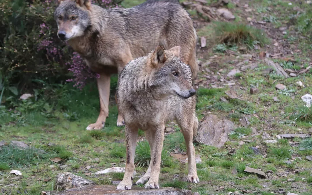 La Rioja eliminará la tasa por cazar lobos