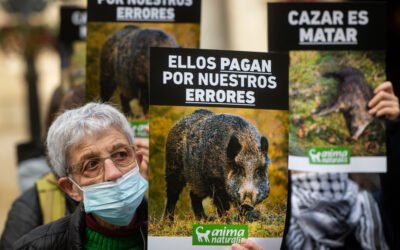 Matar más no es gestionar mejor: la caza del jabalí no frena la peste porcina