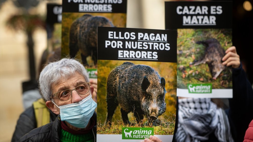 Matar más no es gestionar mejor: la caza del jabalí no frena la peste porcina
