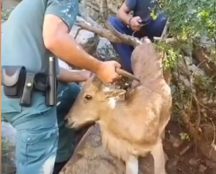 Rescatan a una cabra salvaje atrapada durante días por un lazo en la pata.