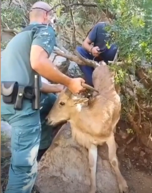 Rescatan a una cabra salvaje atrapada durante días por un lazo en la pata.