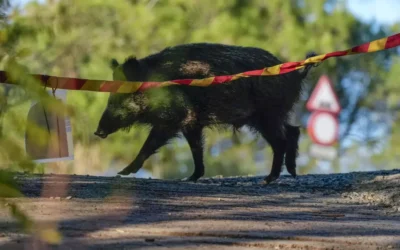 El brote de peste porcina genera una ‘barra libre’ para cazar jabalíes.
