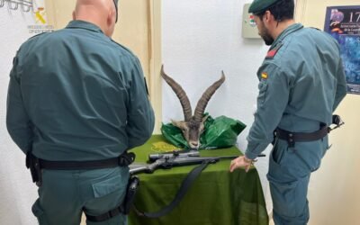 Caza ilegal en un pueblo de Castellón: dos investigados por abatir un macho de cabra montés.