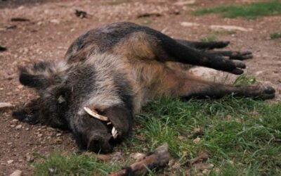 La Peste porcina africana evidencia un modelo cinegético insostenible