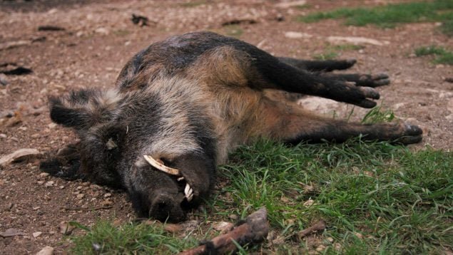 La Peste porcina africana evidencia un modelo cinegético insostenible