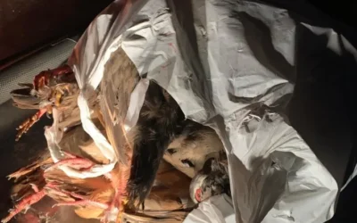 Sorprendido de noche con munición prohibida y más de 20 piezas de caza abatidas ilegalmente en la comarca de Guijuelo.