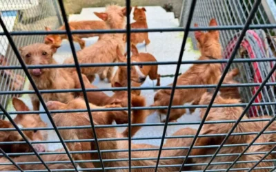 Retiran 22 perros de caza a un vecino de Meira que los tenía enjaulados y escuálidos.