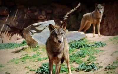 El Tribunal Superior de Xustiza de Galicia deniega la caza de lobos al no demostrarse un aumento de daño