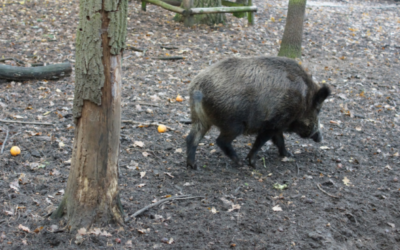 Agricultura abona casi 129.000 euros por el control poblacional del jabalí correspondiente al mes de diciembre