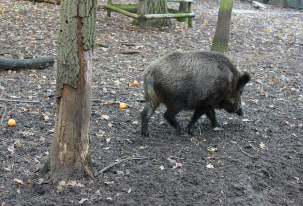 Agricultura abona casi 129.000 euros por el control poblacional del jabalí correspondiente al mes de diciembre