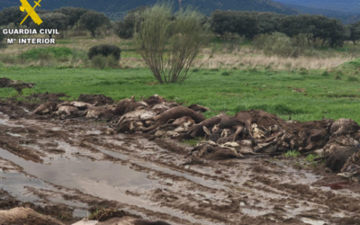 El Seprona denuncia un exceso del 48 % en las capturas de una montería en Almadén