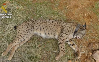 Condenan a un cazador a pagar 100.000 euros por matar a Nenúfar, un lince ibérico en Menasalbas