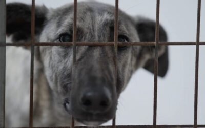 ARTE.tv estrena el documental de producción propia      ‘Andalucía: la caza y los galgos maltratados’