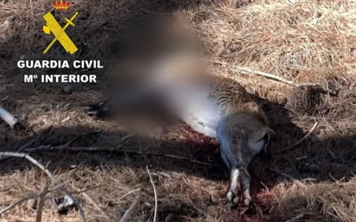 Decapitado y con heridas de bala: investigan a un hombre por caza ilegal de una cabra montés en Jaén