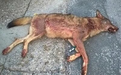 Ascel se querella contra el director de Medio Natural por autorizar «matar a cuatro lobos en diez días»