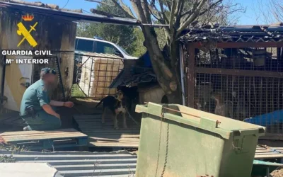 Piden ayuda para encontrar 10 perros maltratados que han desaparecido en Lillo del Bierzo