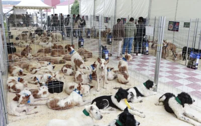 Una licencia permitirá triplicar una rehala en Brazatortas