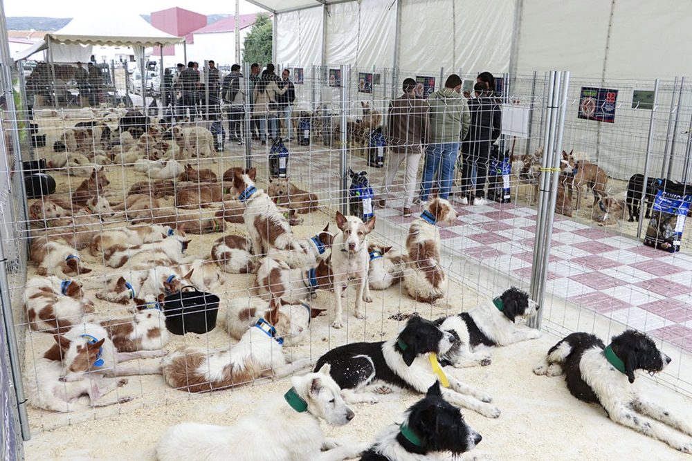 Una licencia permitirá triplicar una rehala en Brazatortas