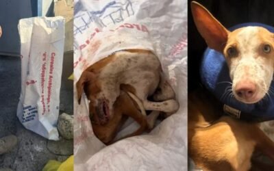 Hallan en un contenedor de basura a una podenca malherida y moribunda dentro de una bolsa