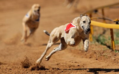 Gales y Escocia prohíben las carreras de galgos y abren una brecha histórica en Europa