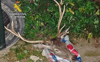 Detenidos tras darse a la fuga tres cazadores furtivos en una finca de Zarza-Capilla