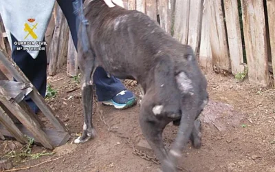 Investigan a un vecino de La Aldea tras hallar 29 perros entre suciedad, cadenas y abandono