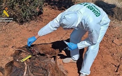Dos hombres detenidos por ejercer la caza furtiva en Oliva de Mérida, Badajoz